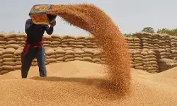 जालंधर मंडियों में 10 हज़ार टन गेहूं की आमद, खरीद प्रक्रिया तेज़