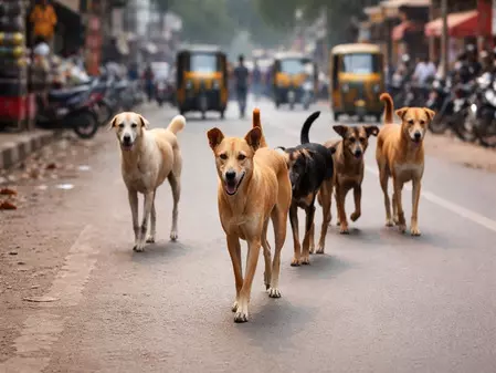 तेलंगाना: आवारा कुत्तों के हमले में तीन साल की मासूम बच्ची की दर्दनाक मौत तेलंगाना: आवारा कुत्तों के हमले में तीन साल की मासूम बच्ची की दर्दनाक मौत