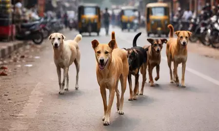 तेलंगाना: आवारा कुत्तों के हमले में तीन साल की मासूम बच्ची की दर्दनाक मौत तेलंगाना: आवारा कुत्तों के हमले में तीन साल की मासूम बच्ची की दर्दनाक मौत