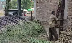 यूपी में गन्ना किसानों के लिए बड़ी खबर: अब GPS से होगा फसल का सर्वे, सीएम योगी का निर्देश यूपी में गन्ना किसानों के लिए बड़ी खबर: अब GPS से होगा फसल का सर्वे, सीएम योगी का निर्देश