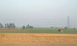 गेहूं उत्पादन स्थिर रहने के संकेत: सरकार ने कहा- कीट प्रकोप नहीं, खरीद व्यवस्था रही मजबूत