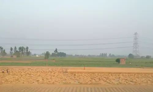 गेहूं उत्पादन स्थिर रहने के संकेत: सरकार ने कहा- कीट प्रकोप नहीं, खरीद व्यवस्था रही मजबूत