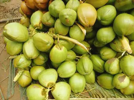 पश्चिम एशिया संकट का असर: पोल्लाची के कच्चे नारियल निर्यात पर ब्रेक, शिपिंग बाधाओं से ठप पड़ा व्यापार पश्चिम एशिया संकट का असर: पोल्लाची के कच्चे नारियल निर्यात पर ब्रेक, शिपिंग बाधाओं से ठप पड़ा व्यापार