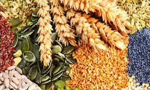 देसी बीजों के साथ शब्द बचाने की पहल देसी बीजों के साथ शब्द बचाने की पहल