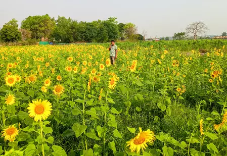 केंद्र ने किसानों की मदद के लिए 4,886 करोड़ रुपए के पैकेज को दी मंजूरी, सूरजमुखी और चना की होगी खरीद केंद्र ने किसानों की मदद के लिए 4,886 करोड़ रुपए के पैकेज को दी मंजूरी, सूरजमुखी और चना की होगी खरीद
