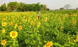 केंद्र ने किसानों की मदद के लिए 4,886 करोड़ रुपए के पैकेज को दी मंजूरी, सूरजमुखी और चना की होगी खरीद