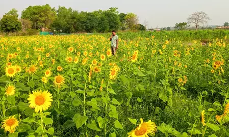 केंद्र ने किसानों की मदद के लिए 4,886 करोड़ रुपए के पैकेज को दी मंजूरी, सूरजमुखी और चना की होगी खरीद केंद्र ने किसानों की मदद के लिए 4,886 करोड़ रुपए के पैकेज को दी मंजूरी, सूरजमुखी और चना की होगी खरीद