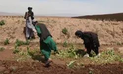 अफगानिस्तान में सैकड़ों एकड़ अफीम की फसल नष्ट, भारी मात्रा में मादक पदार्थ जब्त