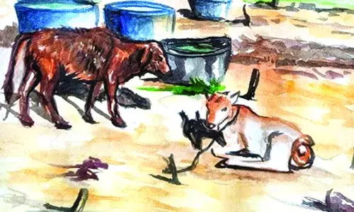 गौशाला और शांति कुंज गौशाला और शांति कुंज