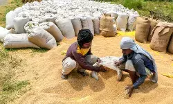 मध्य प्रदेश ने 12.10 लाख किसानों से 87.71 लाख मीट्रिक टन से अधिक गेहूं की खरीद की मध्य प्रदेश ने 12.10 लाख किसानों से 87.71 लाख मीट्रिक टन से अधिक गेहूं की खरीद की