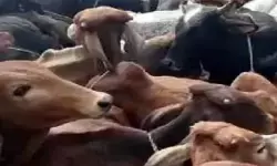 गाय को मारना ईद का हिस्सा नहीं, बकरीद से पहले बंगाल में हाई कोर्ट का बड़ा फैसला गाय को मारना ईद का हिस्सा नहीं, बकरीद से पहले बंगाल में हाई कोर्ट का बड़ा फैसला