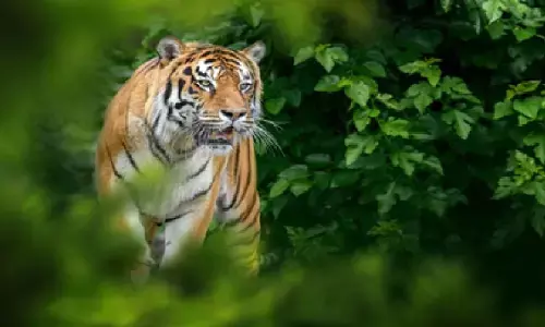 महाराष्ट्र के चंद्रपुर में बाघ ने किया हमला, चार महिलाओं की मौत; तेंदू के पत्ते कर रही थी इकट्ठा महाराष्ट्र के चंद्रपुर में बाघ ने किया हमला, चार महिलाओं की मौत; तेंदू के पत्ते कर रही थी इकट्ठा