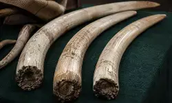 मैसूरु में अवैध हाथीदांत तस्करी गिरोह का भंडाफोड़, 4 किलो से अधिक आइवरी बरामद मैसूरु में अवैध हाथीदांत तस्करी गिरोह का भंडाफोड़, 4 किलो से अधिक आइवरी बरामद