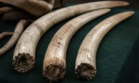 मैसूरु में अवैध हाथीदांत तस्करी गिरोह का भंडाफोड़, 4 किलो से अधिक आइवरी बरामद मैसूरु में अवैध हाथीदांत तस्करी गिरोह का भंडाफोड़, 4 किलो से अधिक आइवरी बरामद