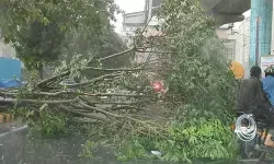 तेज आंधी और बारिश से नोएडा में व्यापक नुकसान, करीब 400 पेड़ गिरे, युद्धस्तर पर राहत कार्य