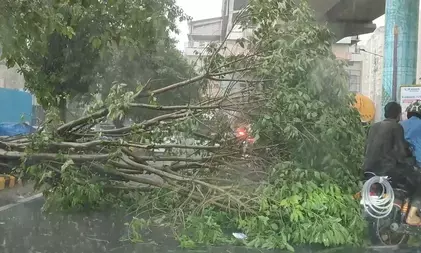 तेज आंधी और बारिश से नोएडा में व्यापक नुकसान, करीब 400 पेड़ गिरे, युद्धस्तर पर राहत कार्य तेज आंधी और बारिश से नोएडा में व्यापक नुकसान, करीब 400 पेड़ गिरे, युद्धस्तर पर राहत कार्य