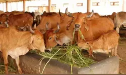 यूपी के गांवों में बनेंगे पंचगव्य क्लस्टर, तीन लाख युवाओं को मिलेगा रोजगार