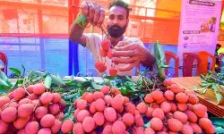 इटली रवाना हुई उत्तराखंड की प्रीमियम लीची, किसानो को होगा मुनाफा इटली रवाना हुई उत्तराखंड की प्रीमियम लीची, किसानो को होगा मुनाफा