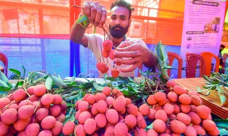 इटली रवाना हुई उत्तराखंड की प्रीमियम लीची, किसानो को होगा मुनाफा इटली रवाना हुई उत्तराखंड की प्रीमियम लीची, किसानो को होगा मुनाफा