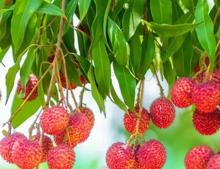 खाली पेट लीची खाने से गिर सकता है ब्लड शुगर खाली पेट लीची खाने से गिर सकता है ब्लड शुगर