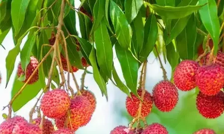 खाली पेट लीची खाने से गिर सकता है ब्लड शुगर खाली पेट लीची खाने से गिर सकता है ब्लड शुगर