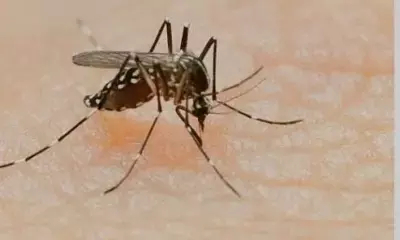 बांग्लादेश में डेंगू का कहर 9 लोगो की मौत