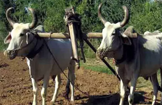 क्यों कमजोर हो रहा है खेत और बैल का रिश्ता? क्यों कमजोर हो रहा है खेत और बैल का रिश्ता?