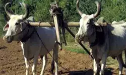 क्यों कमजोर हो रहा है खेत और बैल का रिश्ता?