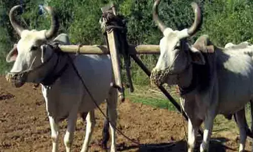 क्यों कमजोर हो रहा है खेत और बैल का रिश्ता? क्यों कमजोर हो रहा है खेत और बैल का रिश्ता?
