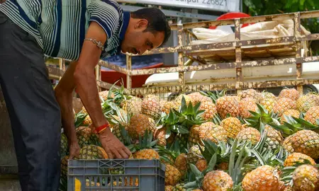 दिल्ली फेस्टिवल में प्रीमियम अनानास पेश करेगा मेघालय दिल्ली फेस्टिवल में प्रीमियम अनानास पेश करेगा मेघालय