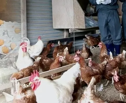 अंडों के लिए केज-फ्री सिस्टम कितना सही? नई स्टडी में सामने आए चौंकाने वाले तथ्य अंडों के लिए केज-फ्री सिस्टम कितना सही? नई स्टडी में सामने आए चौंकाने वाले तथ्य