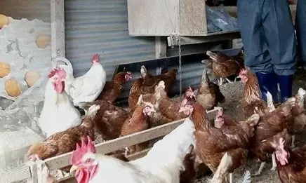 अंडों के लिए केज-फ्री सिस्टम कितना सही? नई स्टडी में सामने आए चौंकाने वाले तथ्य अंडों के लिए केज-फ्री सिस्टम कितना सही? नई स्टडी में सामने आए चौंकाने वाले तथ्य