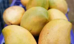 हवाई मार्ग से मालदीव के लिए आमों का निर्यात, भारत की स्थिति होगी मजबूत