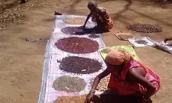 जंगल से मिलती है भोजन की थाली जंगल से मिलती है भोजन की थाली