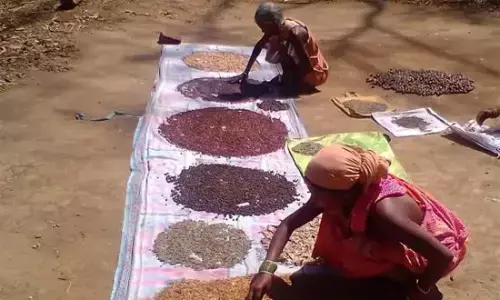 जंगल से मिलती है भोजन की थाली