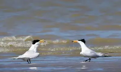 मृत पक्षियों में एच5एन1 वायरस मिलने से मचा हड़कंप: ऑस्ट्रेलिया मृत पक्षियों में एच5एन1 वायरस मिलने से मचा हड़कंप: ऑस्ट्रेलिया