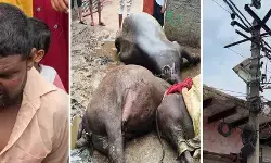 अली अहमदपुर उर्फ गढ़ी में हाइटेंशन लाइन का तार टूटने से दो पशुओं की मौत, तीन झुलसे अली अहमदपुर उर्फ गढ़ी में हाइटेंशन लाइन का तार टूटने से दो पशुओं की मौत, तीन झुलसे