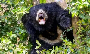भालुओं के बढ़ते हमले और लोगों की शिकायत से प्रशासन परेशान: जापान भालुओं के बढ़ते हमले और लोगों की शिकायत से प्रशासन परेशान: जापान