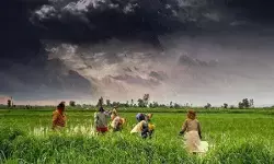 भारी वर्षा और धराशायी होती हरियाली भारी वर्षा और धराशायी होती हरियाली