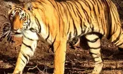 कर्नाटक : चामराजनगर में रिहायशी इलाकों के पास दिखी बाघिन, वन विभाग ने पकड़ा