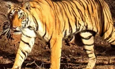 कर्नाटक : चामराजनगर में रिहायशी इलाकों के पास दिखी बाघिन, वन विभाग ने पकड़ा