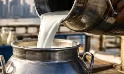 त्योहारों से पहले महंगाई का झटका, मुंबई में दूध के दाम ₹9 प्रति लीटर बढ़े; 1 सितंबर से नई दर