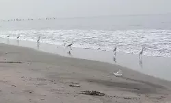 मुंबई और कोलकाता जैसे शहरों पर जलवायु से जुड़े गंभीर खतरों का डर