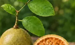 बेल का पेड़ है औषधीय गुणों से भरपूर