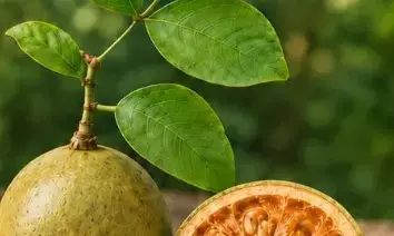 बेल का पेड़ है औषधीय गुणों से भरपूर बेल का पेड़ है औषधीय गुणों से भरपूर