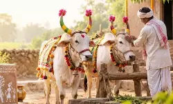 खेती और बैल के अटूट रिश्ते का त्योहार खेती और बैल के अटूट रिश्ते का त्योहार