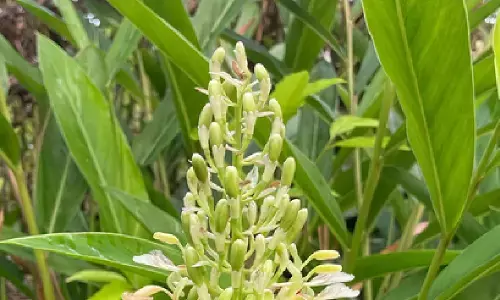 कुलंजन पौधा: आयुर्वेद में क्यों माना जाता है खास? कुलंजन पौधा: आयुर्वेद में क्यों माना जाता है खास?