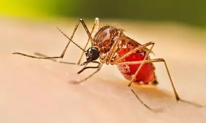 डेंगू और सांस की बीमारियों की वजह से अस्पतालों में मरीजों की भारी भीड़ : चेन्नई डेंगू और सांस की बीमारियों की वजह से अस्पतालों में मरीजों की भारी भीड़ : चेन्नई