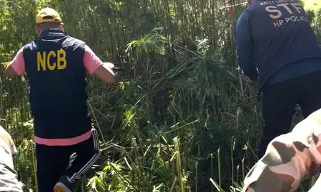 हिमाचल के कुल्लू में 61 एकड़ में फैली अवैध गांजा खेती नष्ट, एनसीबी का पहाड़ों में बड़ा अभियान हिमाचल के कुल्लू में 61 एकड़ में फैली अवैध गांजा खेती नष्ट, एनसीबी का पहाड़ों में बड़ा अभियान