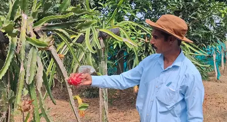 ड्रैगन फ्रूट की खेती से किसानों को हो रहा अच्छा मुनाफा: सांबा ड्रैगन फ्रूट की खेती से किसानों को हो रहा अच्छा मुनाफा: सांबा